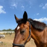 Cabezada de Cuadra con Cuero Vegano RX: Resistencia a Prueba de Gigantes