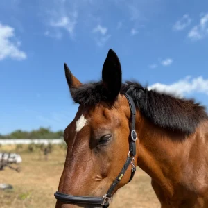Cabezada de cuadra con cuero vegano japones rx, cabezada montada en caballo percherón
