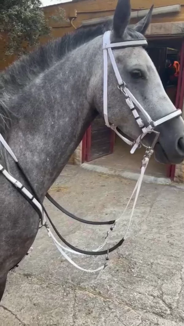 Conjunto de raid profesional de Biothane blanco puesto en un caballo, mostrando la cabezada y el cuello del animal desde una vista lateral.