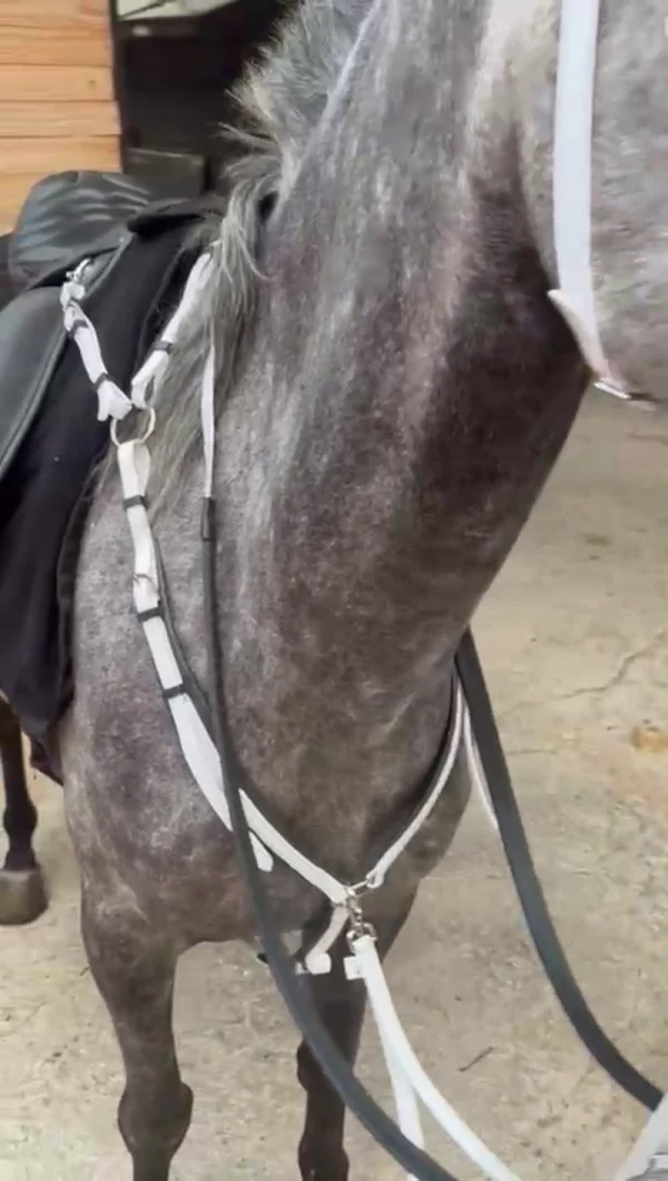 Pechopetral de raid de Biothane blanco puesto en un caballo, mostrando su diseño ergonómico y ajuste lateral.