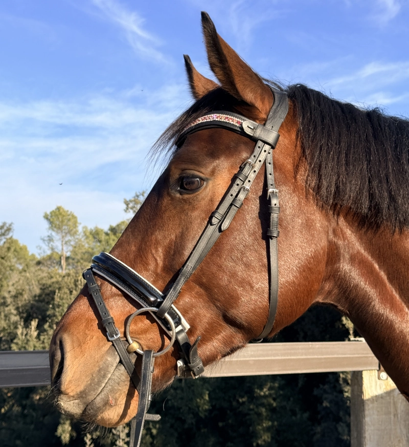 Caballo luciendo la frontalera de brillantes rosas Tricrystal. Se aprecia el efecto degradado de tres tonos y cómo ilumina la mirada del animal.