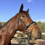 Cabezada Doma Charol Premium "Lux-Patent" (Forro Blanco)