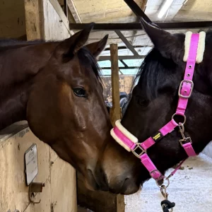 Dos caballos tocándose el hocico, uno lleva la cabezada de cuadra de nylon rosa con borrego de Trotando Juntos. Vista lateral mostrando la etiqueta de goma de la marca.