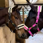 Cabezada de Cuadra Nylon "Pro-Comfort" (Borreguillo y Acero Inox)