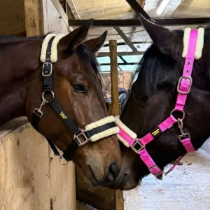Dos caballos tocándose el hocico, uno lleva la cabezada de cuadra de nylon rosa con borrego de Trotando Juntos. Vista lateral mostrando la etiqueta de goma de la marca.