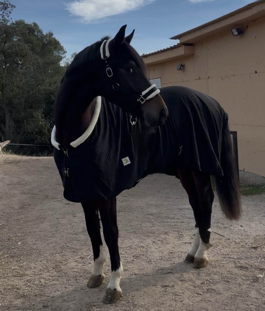 Manta de Cuadra Acolchada "Comfort-Fit" (200gr) - Imagen 2