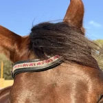 Frontalera de Cuero "Tricrystal" (Sistema Quick-Hook)