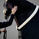 Manta de Cuadra Acolchada "Comfort-Fit" (200gr)