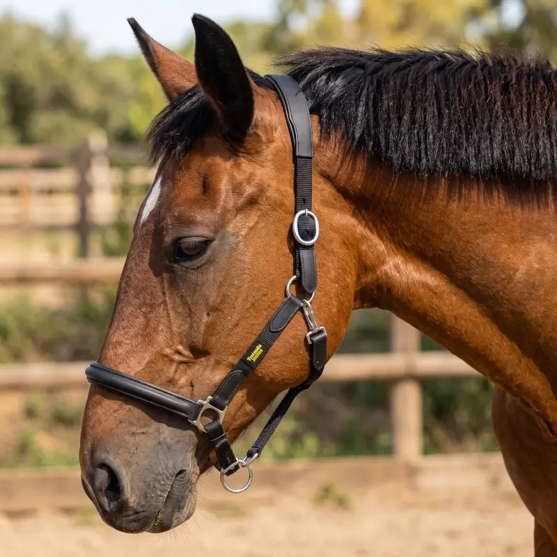 Cabezada de cuadra con cuero vegano puesta en caballo vista perfil izquierdo