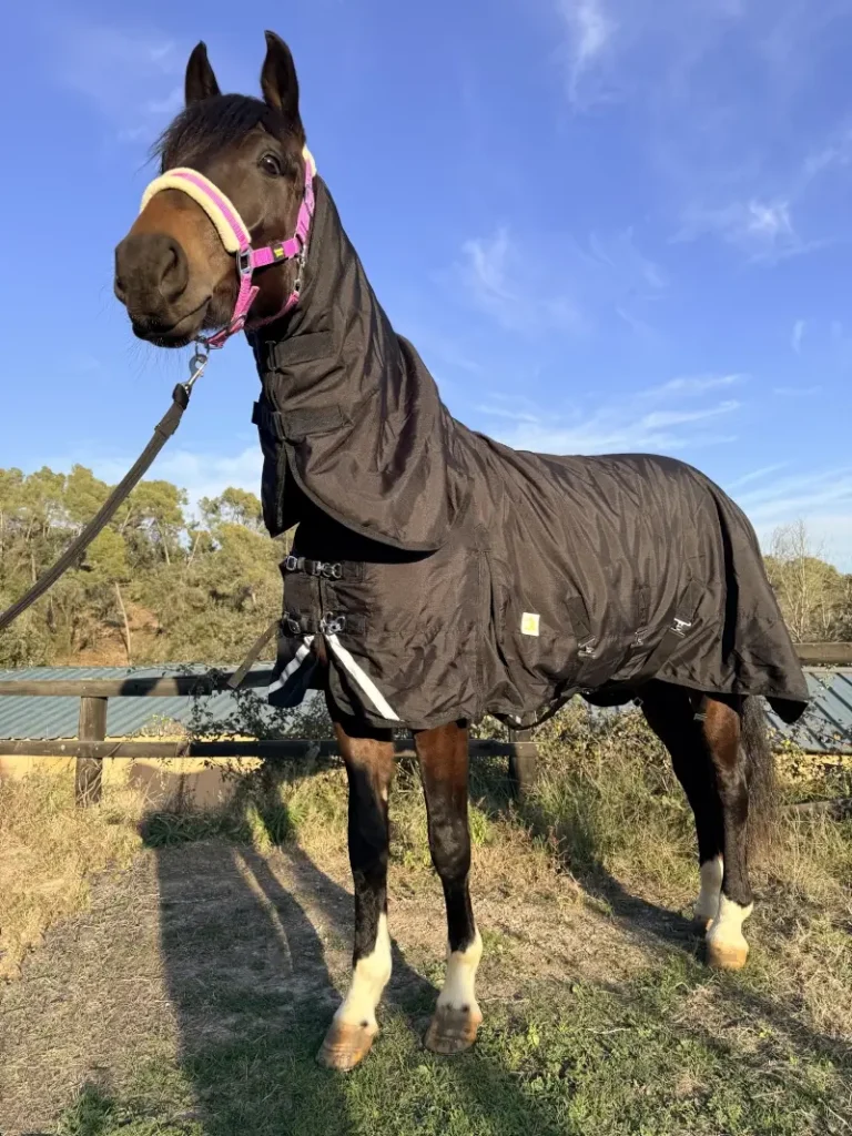 Manta caballo exterior resistente 1200D impermeable colocada en un caballo en el prado